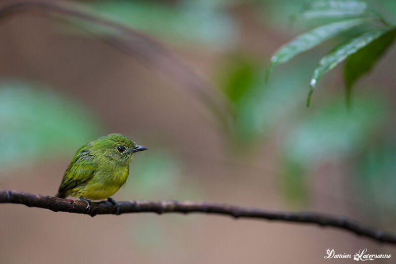 White-fronted Manakin