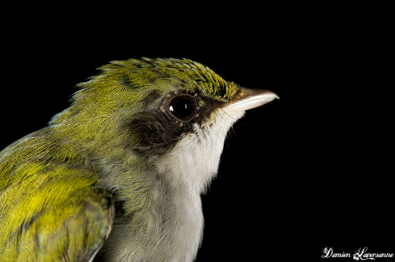 White-throated Manakin