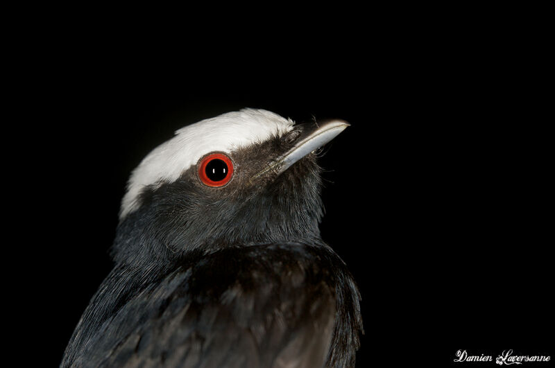 White-crowned Manakin male adult