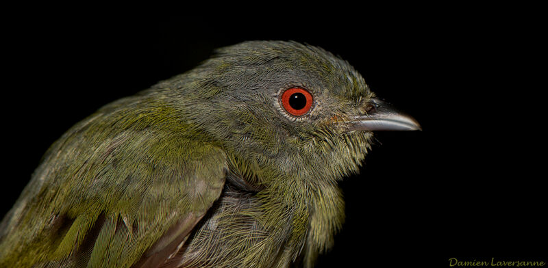 Manakin à tête blanche