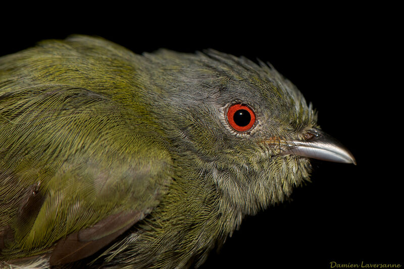 Manakin à tête blanche