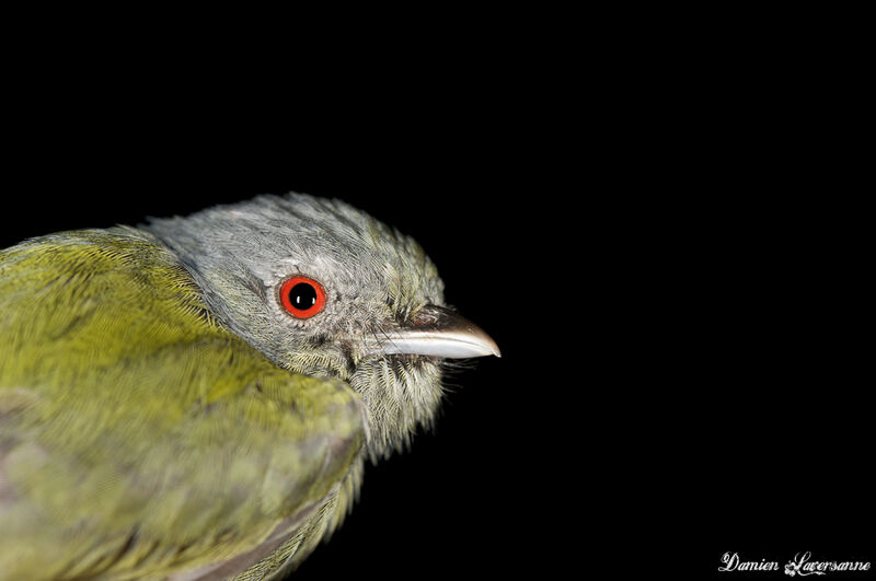 White-crowned Manakin male adult