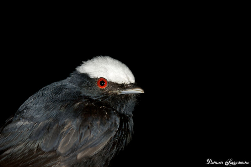 Manakin à tête blanche mâle adulte