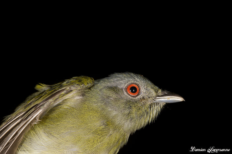 Manakin à tête blanche femelle adulte