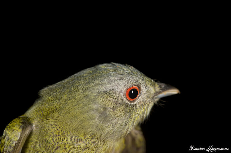 Manakin à tête blanche femelle adulte