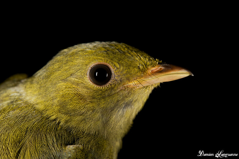 Golden-headed Manakin female