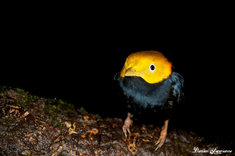 Golden-headed Manakin