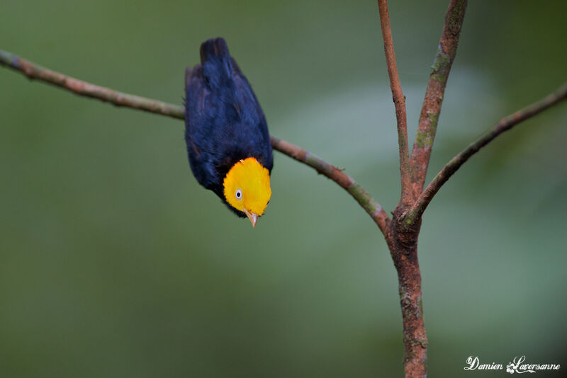 Manakin à tête d'or