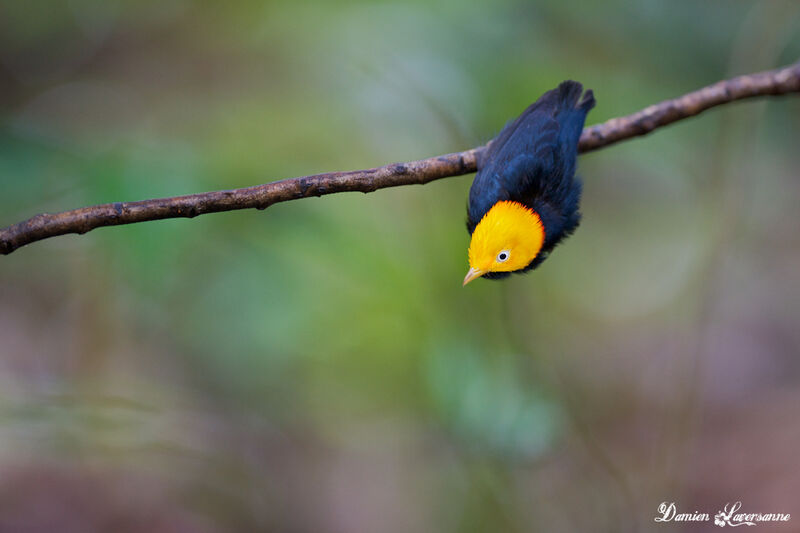 Golden-headed Manakin