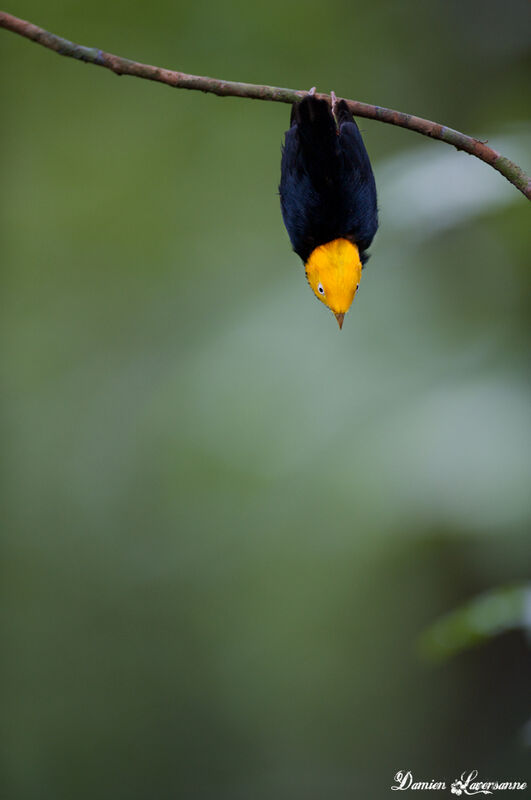 Manakin à tête d'or