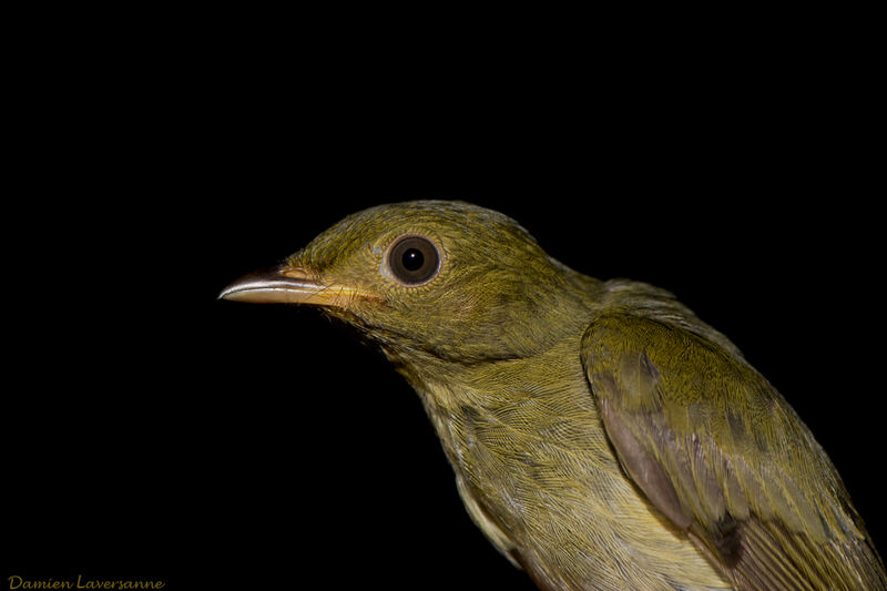 Manakin à tête d'or femelle