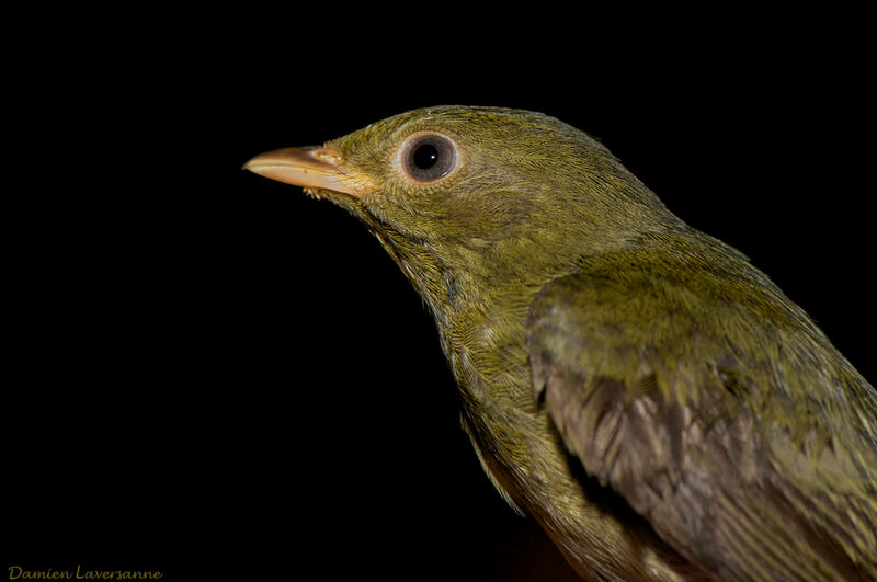 Manakin à tête d'or femelle