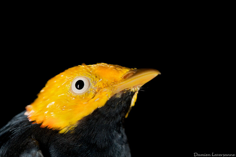 Golden-headed Manakin male