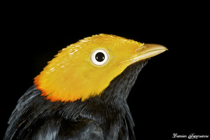 Golden-headed Manakin male adult