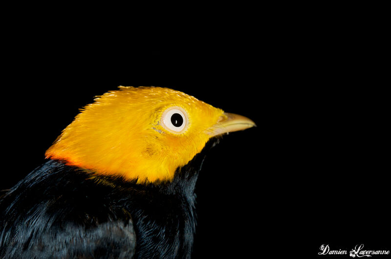 Manakin à tête d'or