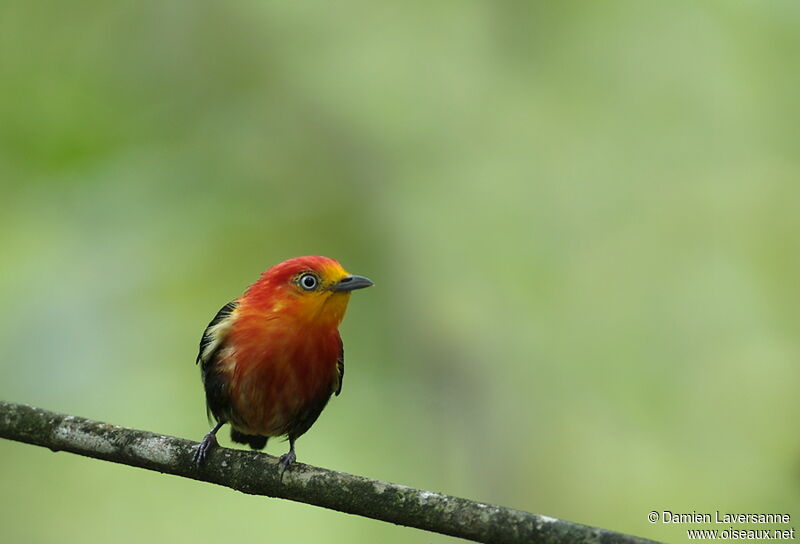 Manakin auréole