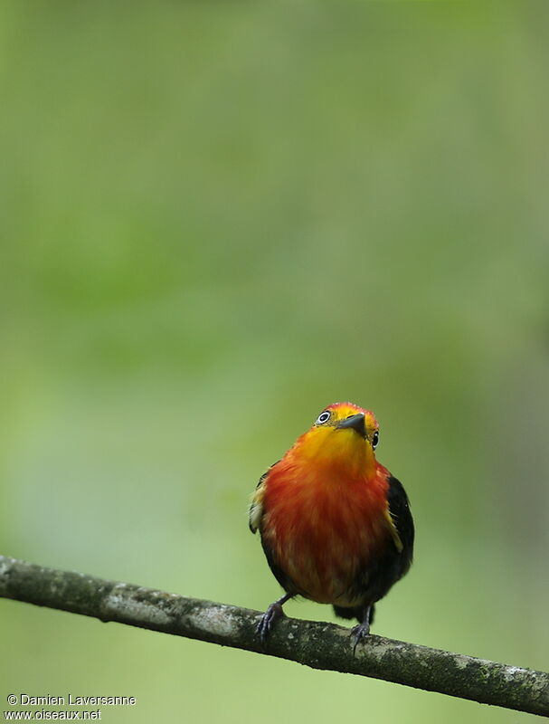 Manakin auréole