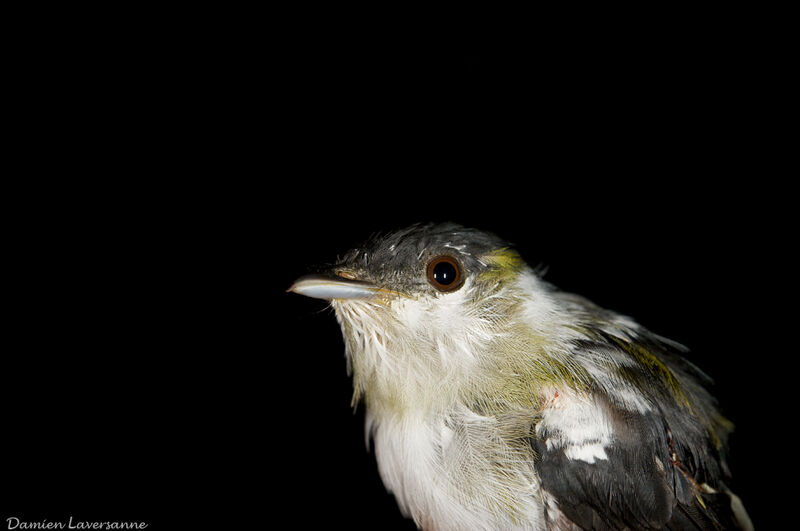 White-bearded Manakin