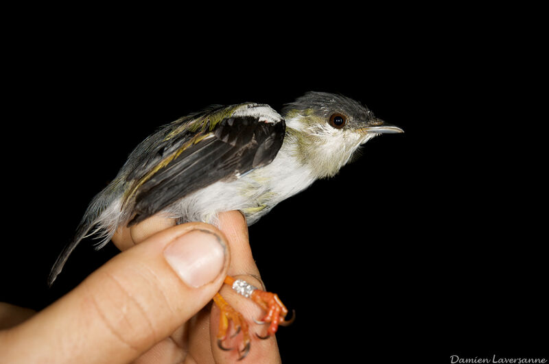 White-bearded Manakin