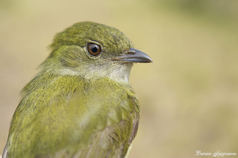 White-bearded Manakin female