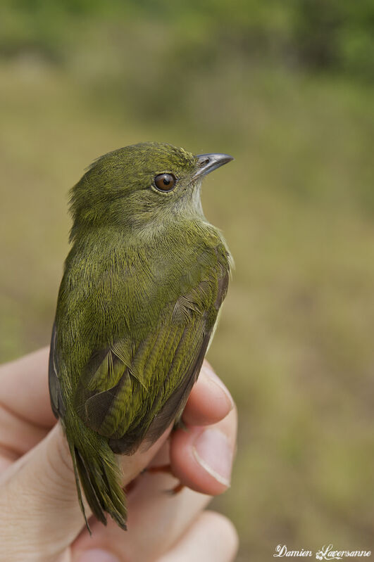 White-bearded Manakin female