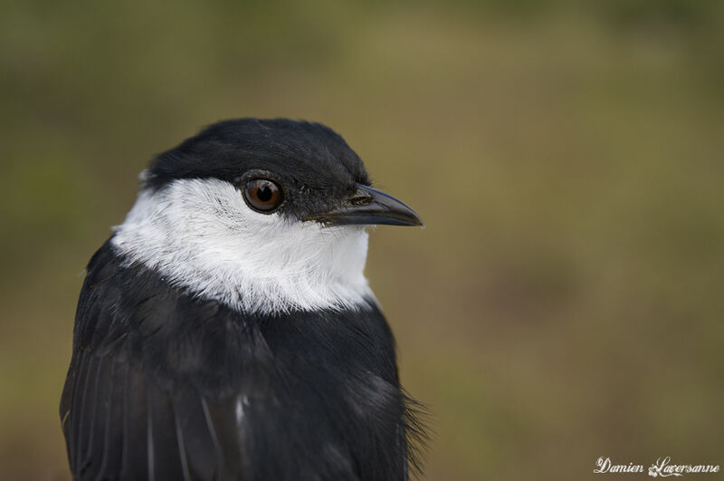 White-bearded Manakin male