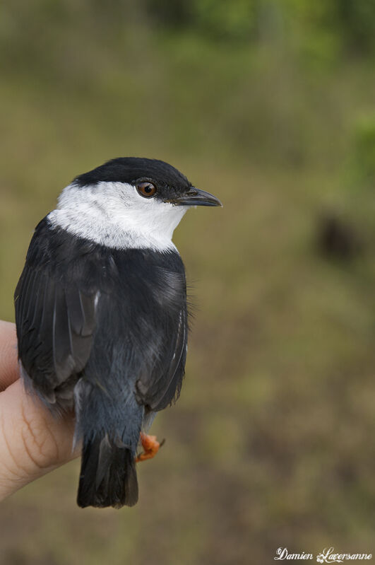 White-bearded Manakin male