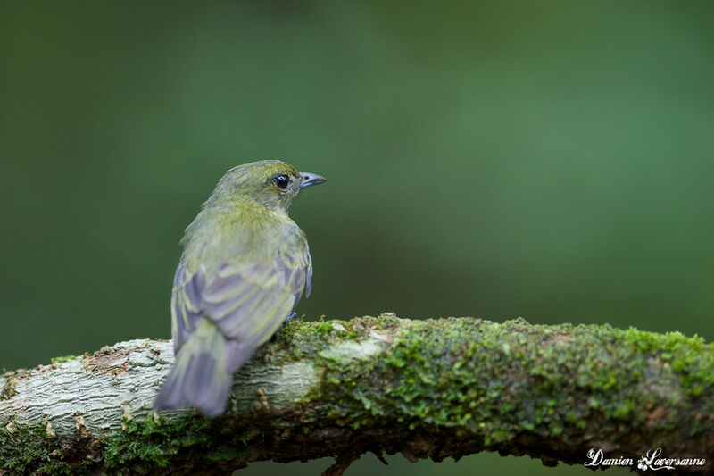 Black Manakin