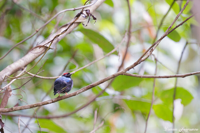 Blue-backed Manakin male