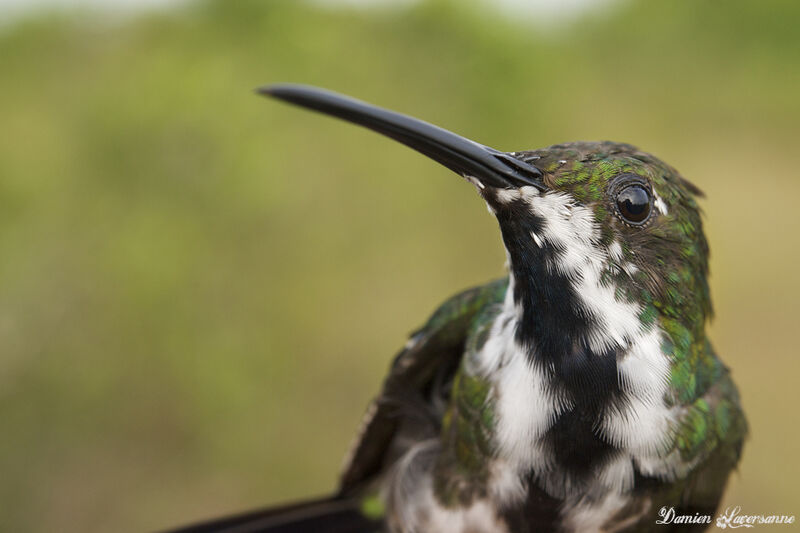 Black-throated Mango male immature