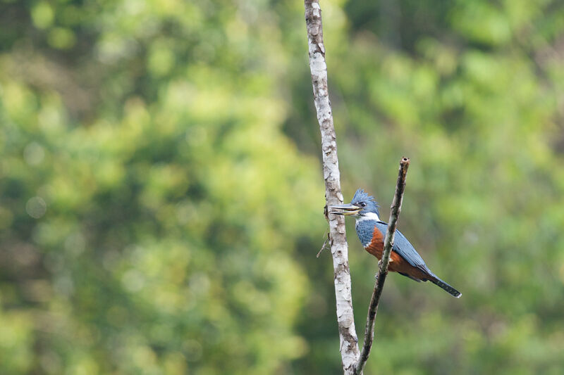 Ringed Kingfisher