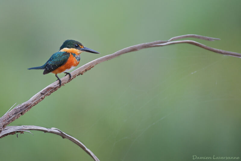 American Pygmy Kingfisher