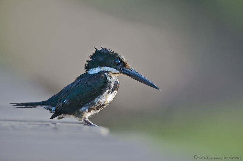 Green Kingfisher