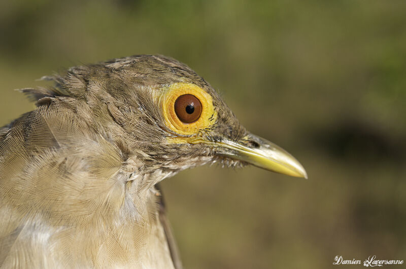 Spectacled Thrush