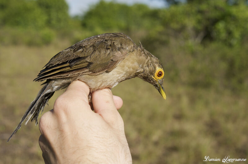 Spectacled Thrush