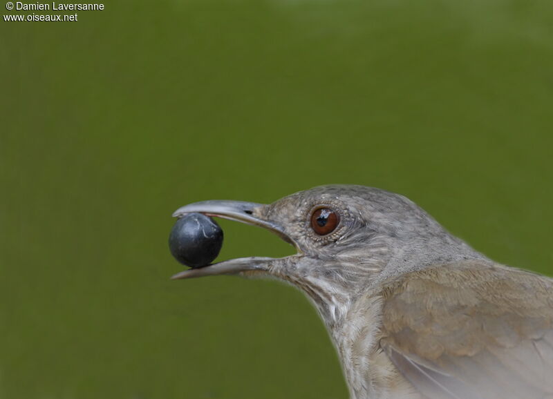 Pale-breasted Thrush