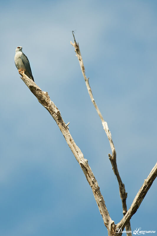 Plumbeous Kite