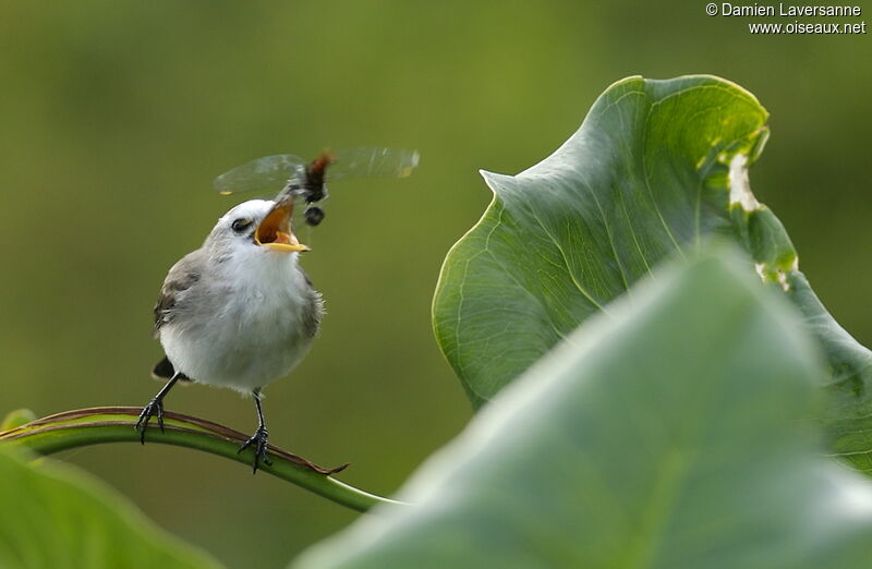 White-headed Marsh Tyrant female