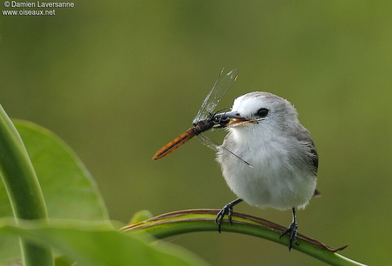 White-headed Marsh Tyrant female