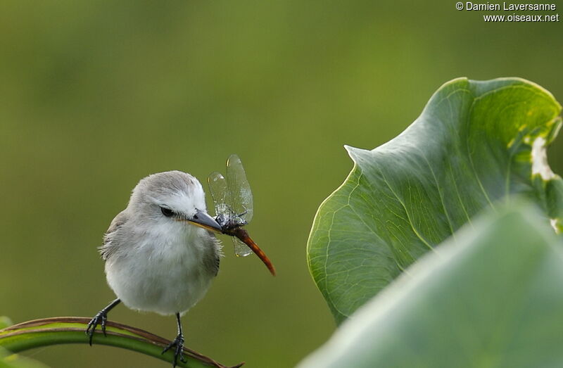 White-headed Marsh Tyrant female