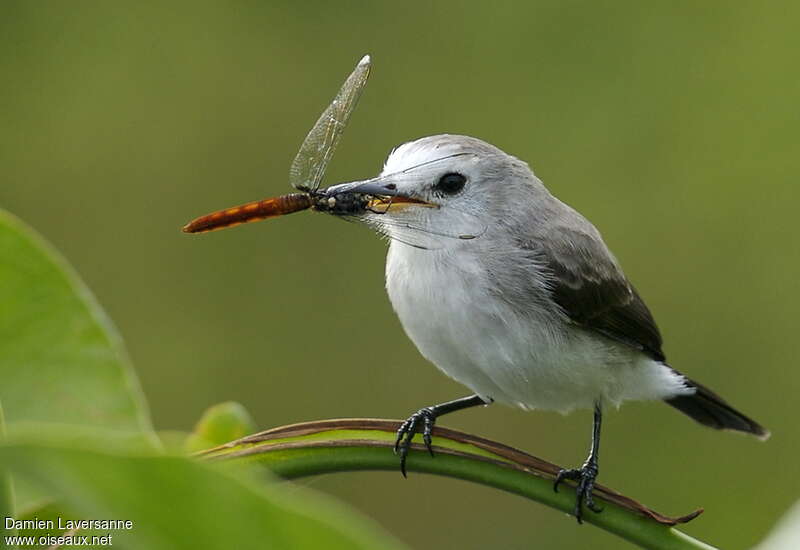 White-headed Marsh Tyrant female adult, feeding habits