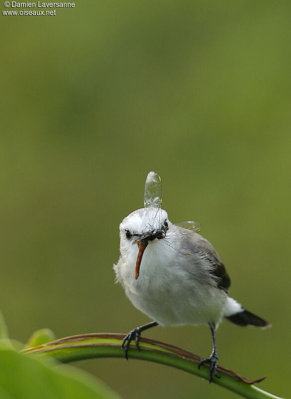 White-headed Marsh Tyrant female