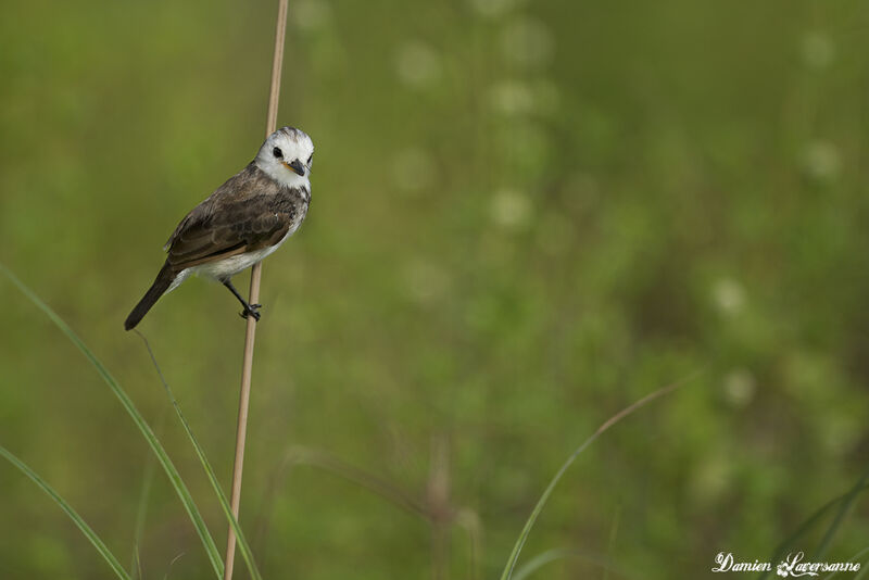 White-headed Marsh Tyrant