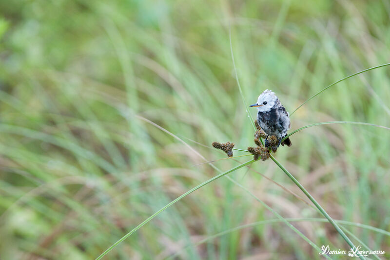 White-headed Marsh Tyrant