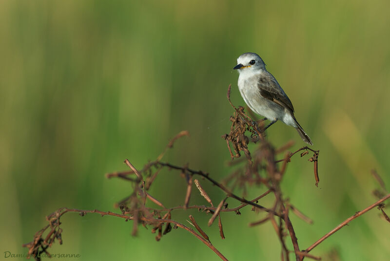 White-headed Marsh Tyrant