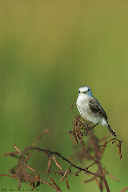 White-headed Marsh Tyrant