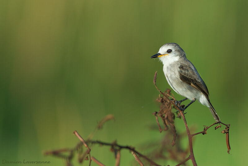 White-headed Marsh Tyrant