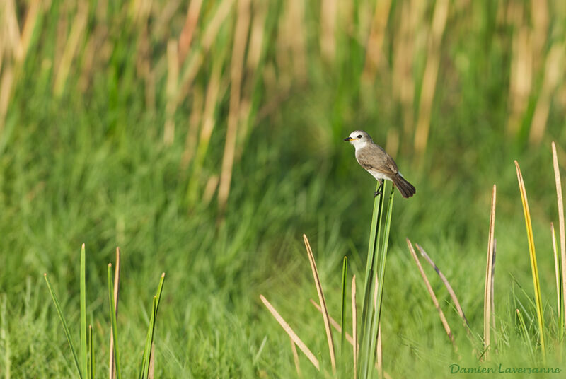 White-headed Marsh Tyrant