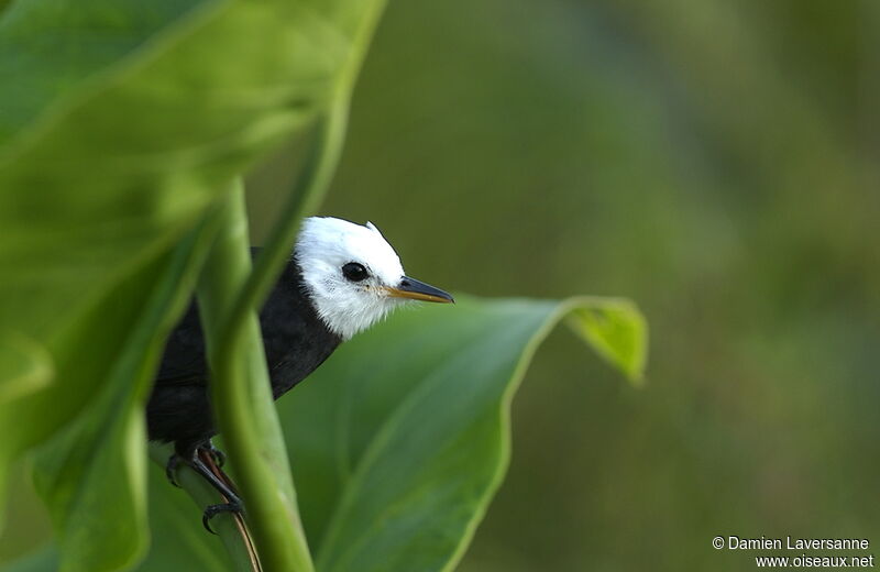 White-headed Marsh Tyrant male