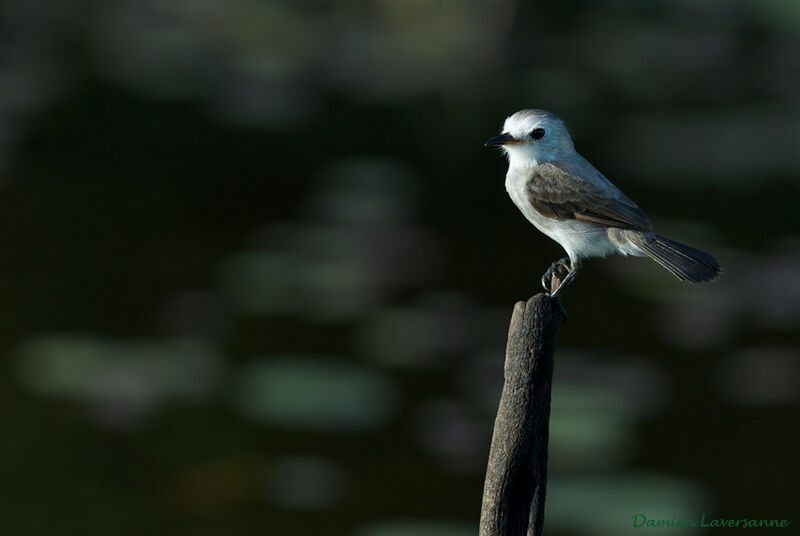 White-headed Marsh Tyrant female